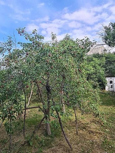 уч коргон: Дача, 200 м², 5 бөлмө, Риелтор — 9