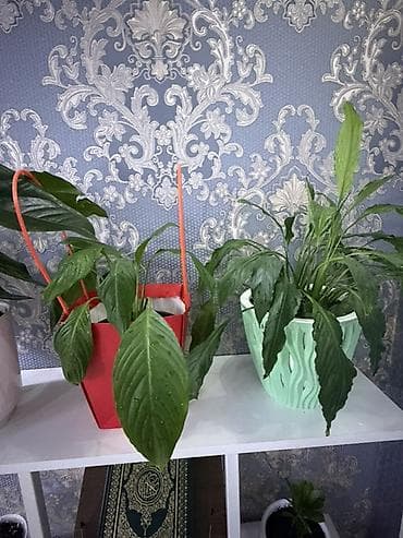 подставка для цветов: Полка, этажерка для цветов, ЛДСП — 3