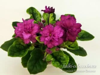 тоголок молдо исанова: 🌱🌺🌱 Продаю сортовые ДЕТКИ стандартных фиалок🌱🌺🌱. Цены от 80-150 сом — 23