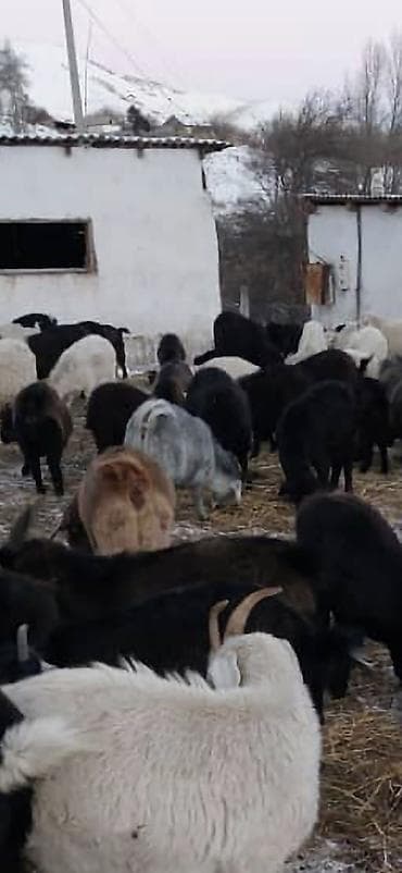 кекилик бишкек: Сатам | Эчки (ургаачы) | Битал | Сүт алуу үчүн — 1