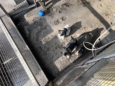 Грызуны: Щенки из вольера - Порода: помеси (разный окрас и тип шерсти). - — 2