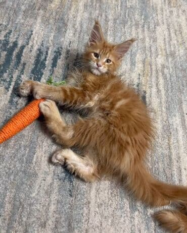 Мышык бекер берем: Мейн-кун крупные, статные кошки с мощным костяком, выразительной — 1