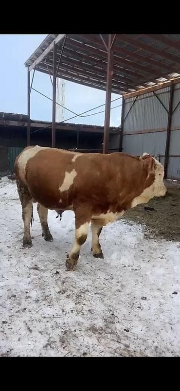 рабочая собака: Продаю | Бык (самец) | Симментальская, Монбельярд | Для разведения | Племенные — 1