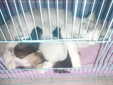 Продажа кошек: Котята от домашней кошки - На фото: мама-кошка с помётом котят в — 1