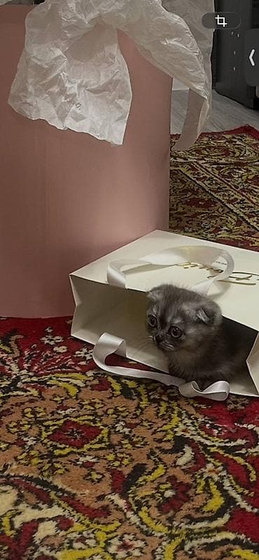 продаю бутку: Шотландский вислоухий котёнок, окрас серебристый (дымчатый). - — 2