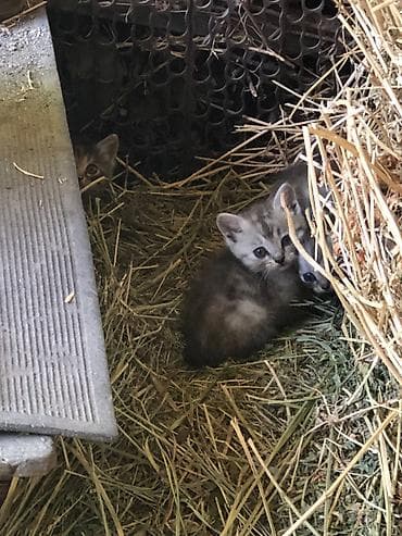 мышы: Отдадим котят в добрые руки бесплатно! Котятам около месяца, возможно — 2