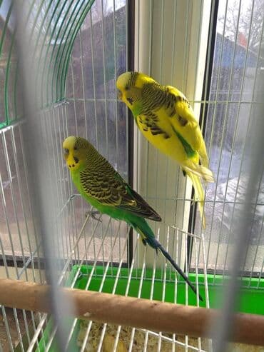 корм для птенцов волнистых попугаев: Волнистые попугайчики хорошо учатся говорить и приручаются к рукам. А — 3