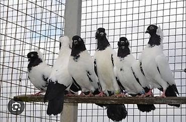 гуси линда: Куплю 2 самца «немецкий монах» (German Nun) - Декоративно-летная — 3