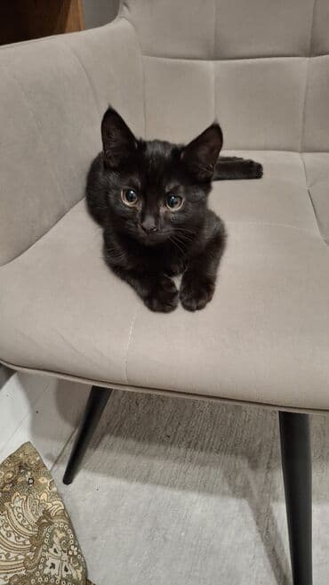 египетская кошка 2021 оригинал: Котята в добрые руки 2 месяца маму тоже отдаём в добрые руки девочка — 11