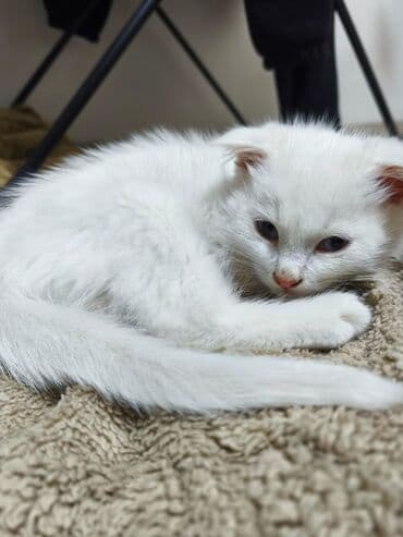коты купить: Котята, домашние. На фото два малыша: - Белый котёнок с мягкой — 3
