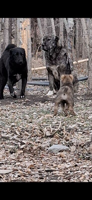 ош собака: Абориген. старотипная средниазиатская Щенки крупной рабочей породы — 6