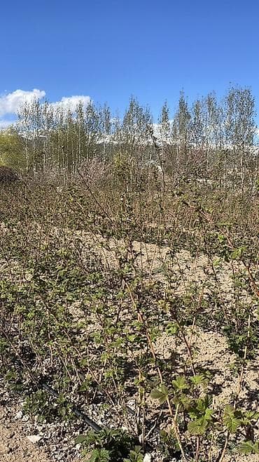 бетон чолпон ата: Малина кочот сатылат сорт пшехиба элитный сорт — 6