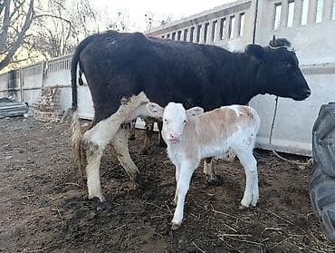 каракол кошка: Сатам | Уй (ургаачы) | Сүт алуу үчүн | Музоологондон кийин — 2