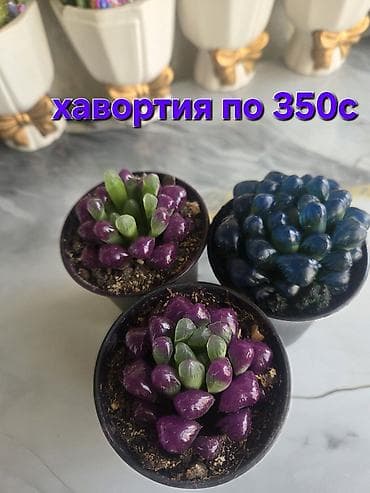 Хавортия и кактусы — суккуленты для дома и офиса - Хавортия по 350 с
