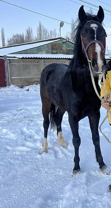 кунаажын бооз: Сатам | Жылкы (эркек) — 2