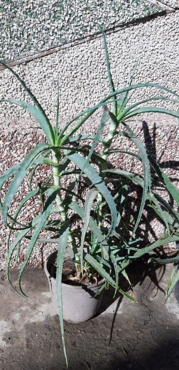 Алоэ лечебный, высота 60см