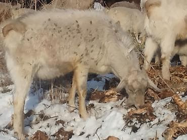 Продаю | Коза (самка) | Для разведения