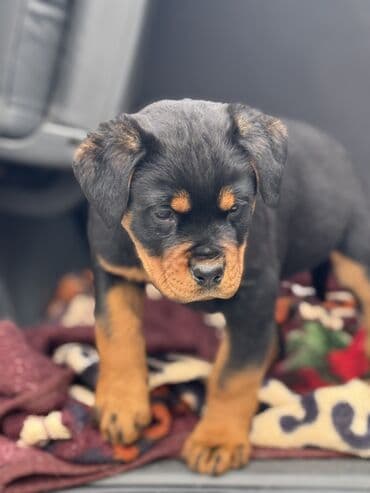 Продажа собак: Щенки ротвейлера от титулованных родителей - Порода: ротвейлер — 4