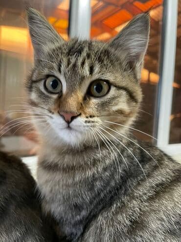 домик для кошки на улицу: Отдам котят 4 месяца в добрые рукивсе мальчикиочень ласковые и — 2