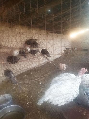 продаю индюка: Индюки и индюшата разных окрасов - Домашнее поголовье индюков: белые — 2