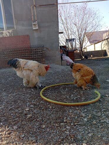 отдам в добрые руки собаку: Продаю | Куры | Брама | Для разведения — 4