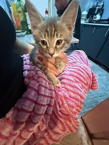 Отдам даром кошку: Котёнок, три месяца к лотку приучен ! 
Отец мейнкун, мать британка — 3