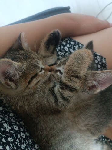 если не кастрировать кота: Кошка даром: Беспородная, 4 месяца, Девочка, Приучена к лотку — 7