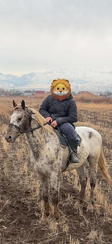 кошка рэгдолл цена: Продаю | Кобыла (самка) | Рабочий — 2