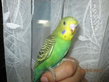 трафареты для рисования животных: Попугайчики волнистые хорошо учатся говорить и приручаются к рукам — 3