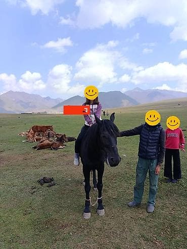 чистокровный лошадь: Продаю | Жеребец | Для разведения | Осеменитель — 7