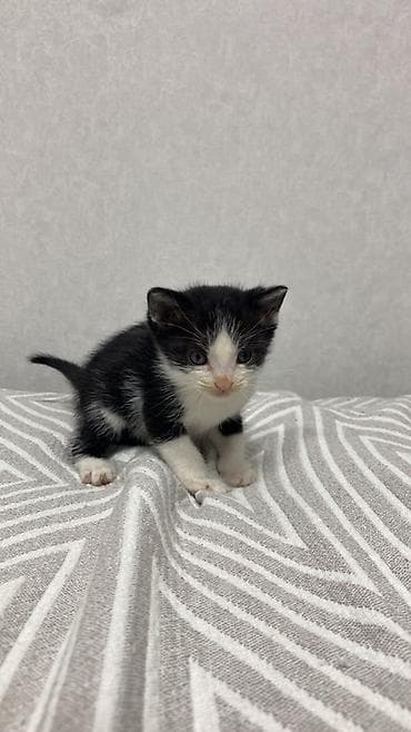 котенок даром: Котята в добрые руки - Дата рождения: 7 марта (указано на постере). - — 4