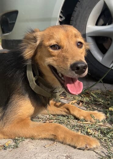 Собака даром: Дворняжка, 11 месяцев, Самка, С прививкой