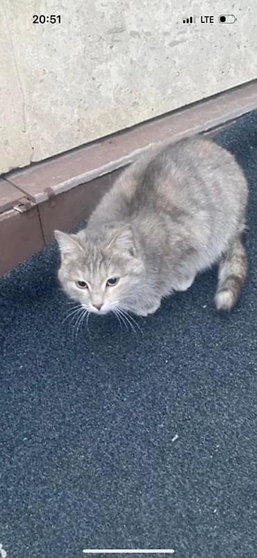 кошки бесплатно: Кошка даром: Беспородная, Девочка — 1