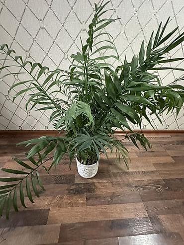 Пальмы: Хамедорея (Chamaedorea elegans) — комнатная пальма в декоративном — 4