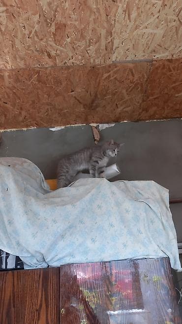 лысый кот: Кошечку отдадим в хорошие руки. Ласковая. Общительная. Подросток — 2