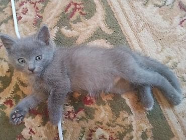 котята каракол: Котята домашние, игривые и общительные. Описание: - Окрас: серый — 2