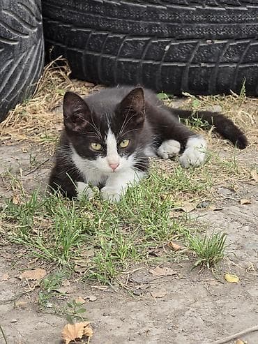 кошки бенгальские: Котята, возможны разные окрасы. На фото представлены: - рыжий котёнок — 4
