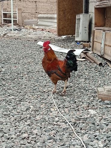 корейские куры: Продаю | Петух | Для разведения — 3