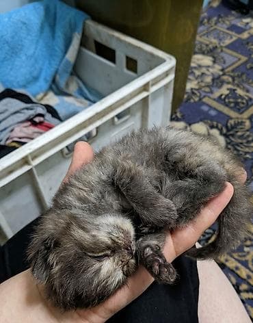 шотландская кошка цена бишкек: 🐾 Открыто бронирование на шотландских котят! 🐾 Родились 15.05.26 Наша — 3