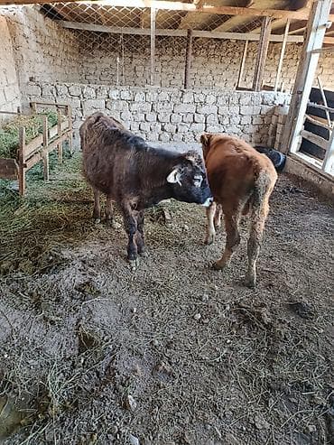 молоко воз: Продаю | Бык (самец), Музоо, торпок | На откорм, Для разведения — 6