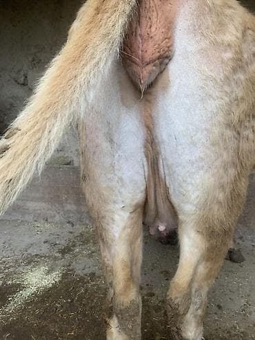 мышык сатам: Сатам | Уй (ургаачы) | Көбөйтүү үчүн | Байланган — 3