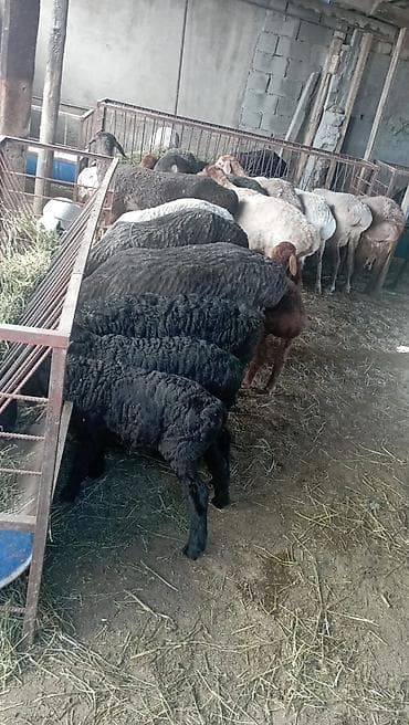 витамины для овец: Продаю | Овца (самка) | Для разведения | Племенные — 3