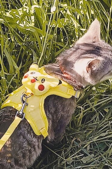 дом кошка: Кошка даром: Беспородная, 10 месяцев, Мальчик, Приучена к лотку — 4