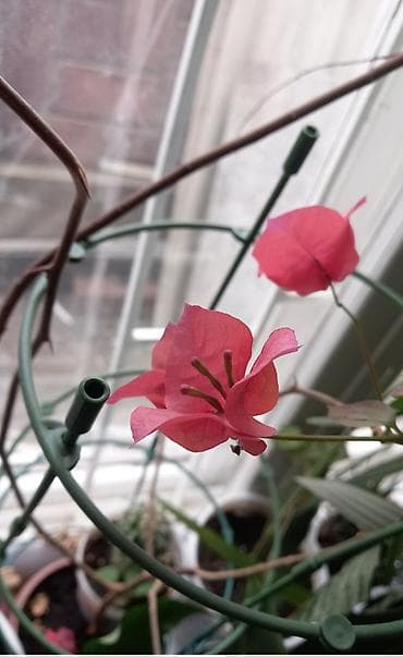 лимон комнатный цена: Бугенвиллия. Три цвета в наличии. 1000сом одно. Гуава Псидиум — 1