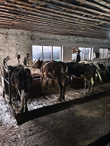 уй жаныбар: Сатам | Уй (ургаачы), Кунаажын | Сүт алуу үчүн | Байланган — 5