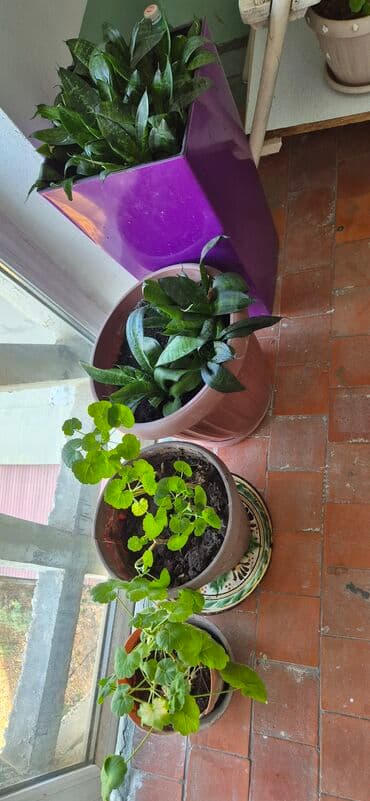 теплицы в бишкеке стоимость: Продам комнатные цветы от 120 сом — 4
