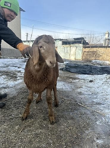 форель токмок: Сатам | Ургаачы кой (ургаачы) | Көбөйтүү үчүн — 7