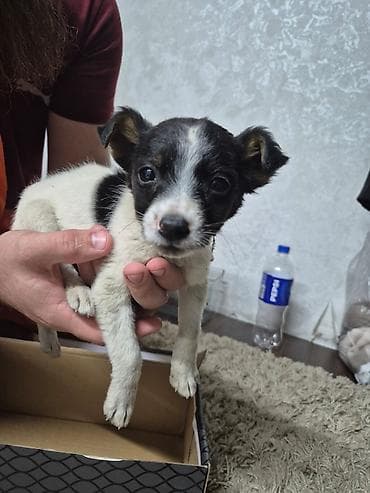 для собак: Собака даром: 1 месяц, Самка — 1