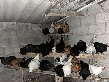 Другие животные: Продаю | Куры | Несушки — 2