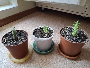 Денежное дерево: Продаю комнатные растения с горшком: замиакулькус (доларовое обыч. и — 4